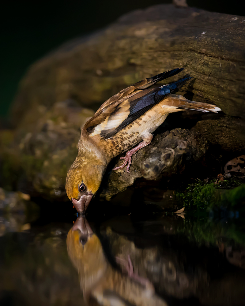 Hawfinch Drinking from Young Feng