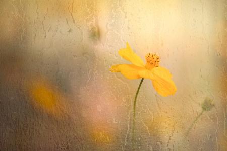 cosmos in rain